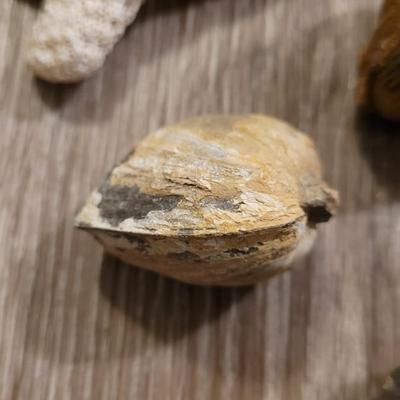 Marine Life Fossils