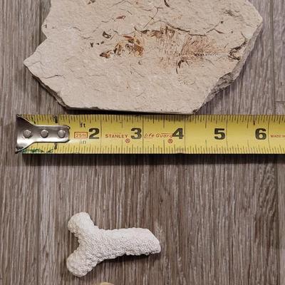 Marine Life Fossils