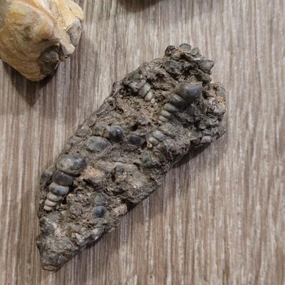 Marine Life Fossils