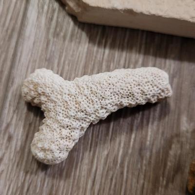 Marine Life Fossils