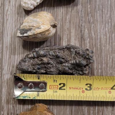 Marine Life Fossils