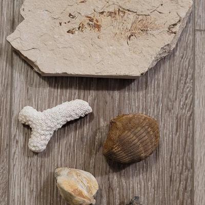 Marine Life Fossils