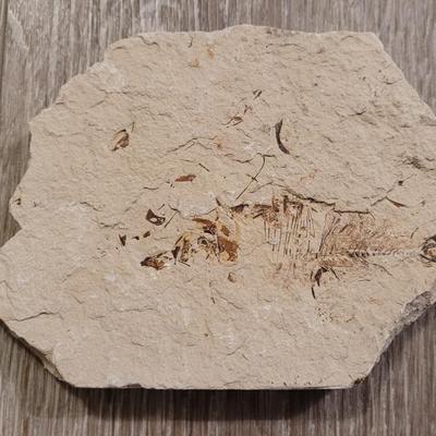 Marine Life Fossils