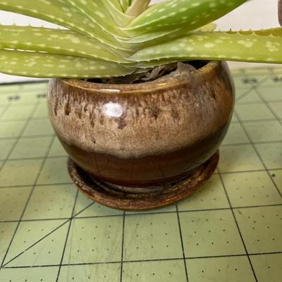 Aloe Plants