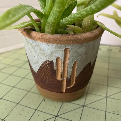 Aloe Plants