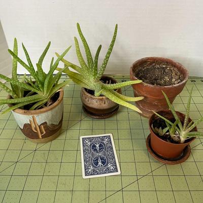 Aloe Plants