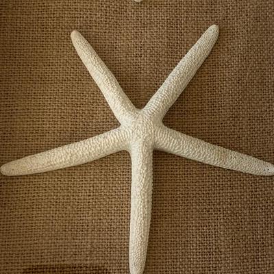 Starfish Sand Dollar Framed Shells Decor