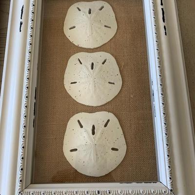 Starfish Sand Dollar Framed Shells Decor