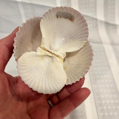 Shell Dollie