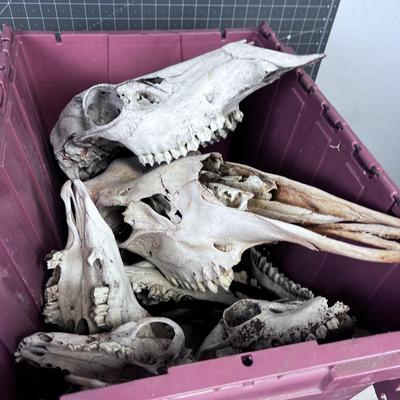 Bones Ahoy!!! Skulls and Bones of various Found in NATURE