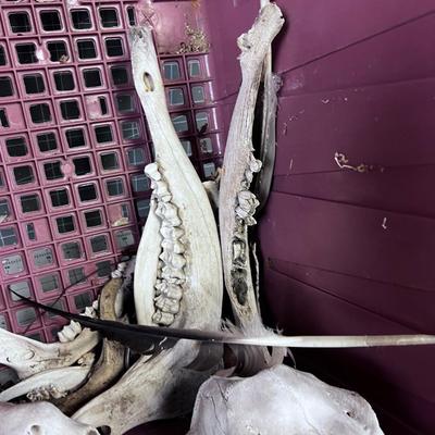 Bones Ahoy!!! Skulls and Bones of various Found in NATURE