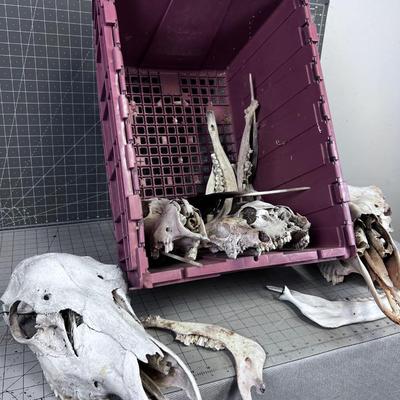 Bones Ahoy!!! Skulls and Bones of various Found in NATURE