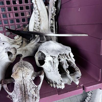 Bones Ahoy!!! Skulls and Bones of various Found in NATURE