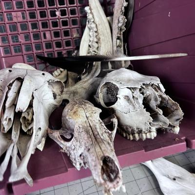 Bones Ahoy!!! Skulls and Bones of various Found in NATURE