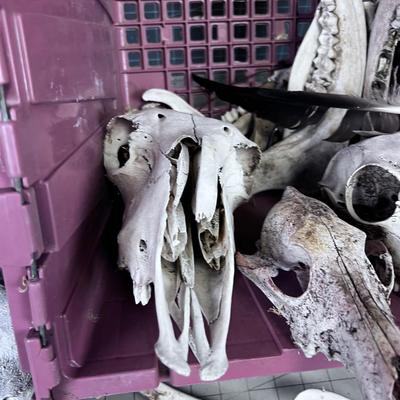 Bones Ahoy!!! Skulls and Bones of various Found in NATURE