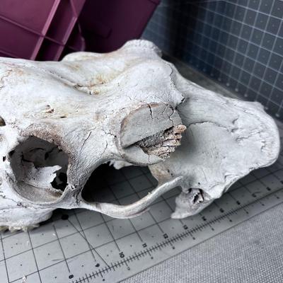 Bones Ahoy!!! Skulls and Bones of various Found in NATURE