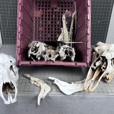 Bones Ahoy!!! Skulls and Bones of various Found in NATURE