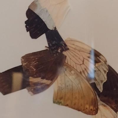 Framed Tribal Butterfly Wing Art Wall Decor