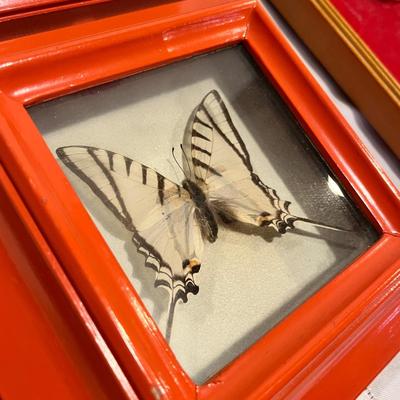 Shell art and butterflies