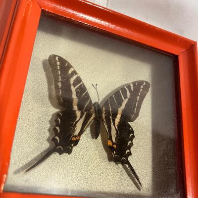 Shell art and butterflies