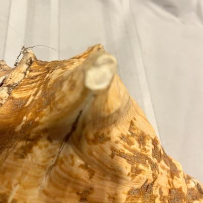 Conch Shell