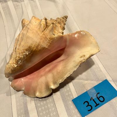 Conch Shell