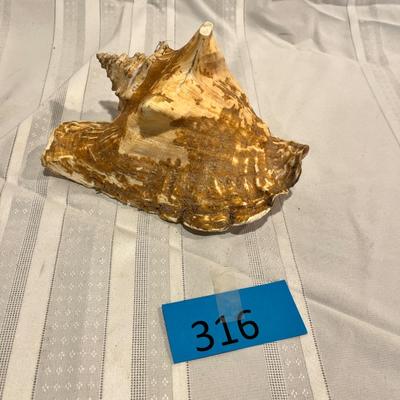 Conch Shell