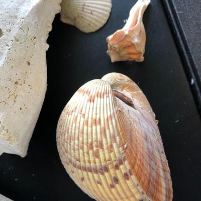 Loose Sea Shells ðŸš in Bucket