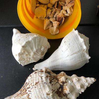 Loose Sea Shells ðŸš in Bucket