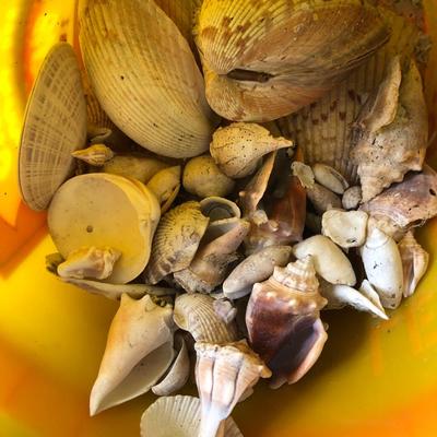 Loose Sea Shells ðŸš in Bucket