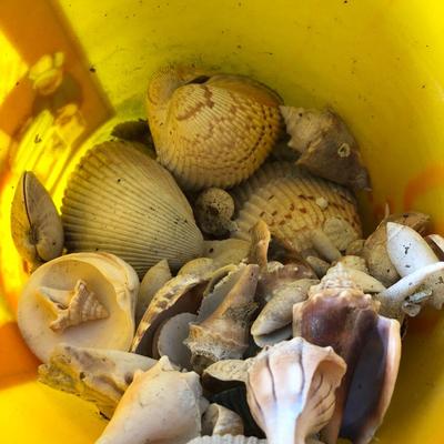 Loose Sea Shells ðŸš in Bucket