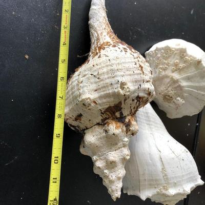Loose Sea Shells ðŸš in Bucket
