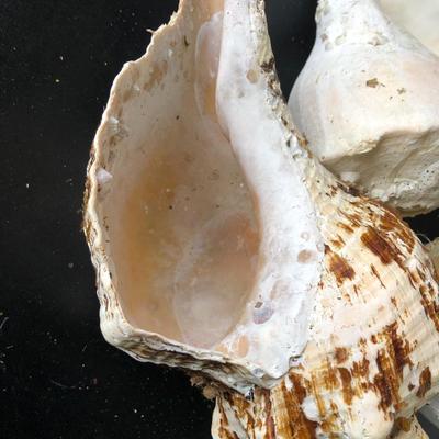 Loose Sea Shells ðŸš in Bucket