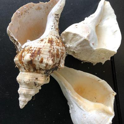 Loose Sea Shells ðŸš in Bucket