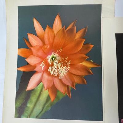 Set of 4 Color Flower Prints
