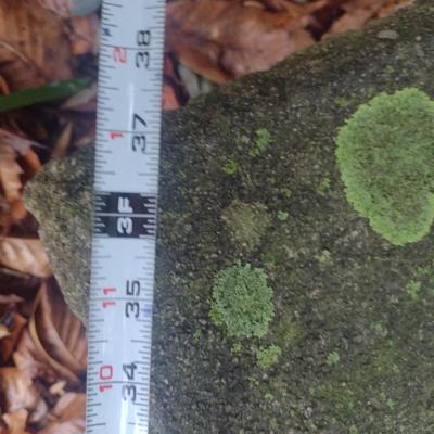 Curved Concrete Garden Sitting Bench