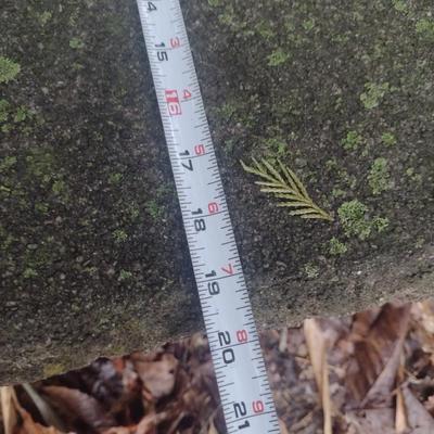 Curved Concrete Garden Sitting Bench