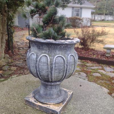 Resin Urn Planter with Live Evergreen Seedling