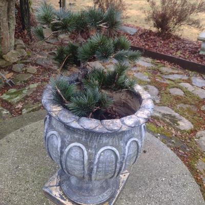 Resin Urn Planter with Live Evergreen Seedling