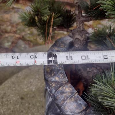 Resin Urn Planter with Live Evergreen Seedling