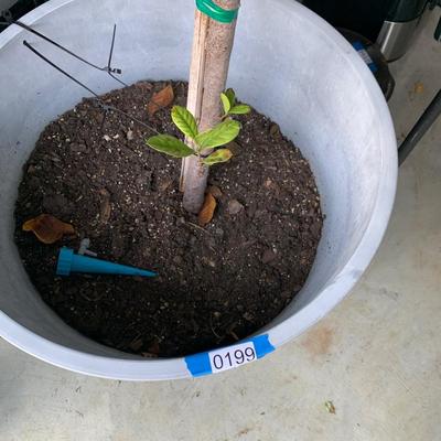 22â€ Plant Pot With Gardenia