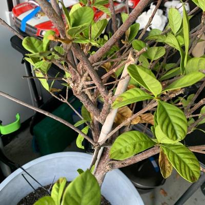 22â€ Plant Pot With Gardenia