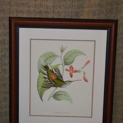 Set of 2 Hummingbird & Bloom Framed and Matted 30.5"x26.5"