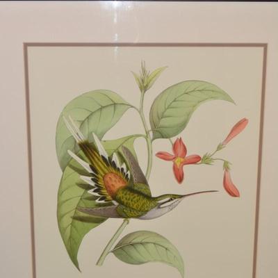 Set of 2 Hummingbird & Bloom Framed and Matted 30.5"x26.5"