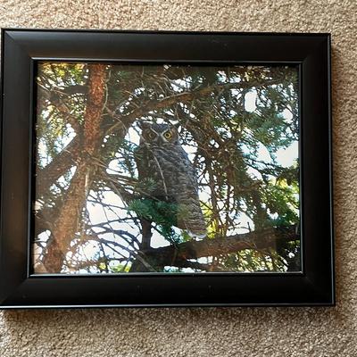 Framed Owl Print