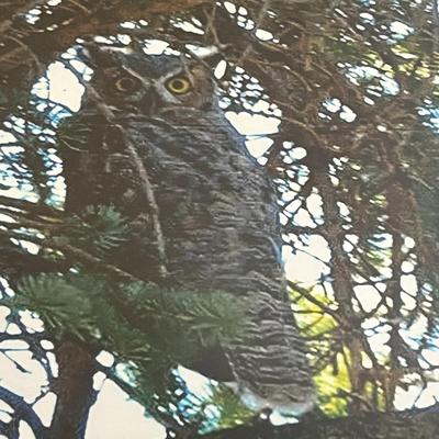 Framed Owl Print