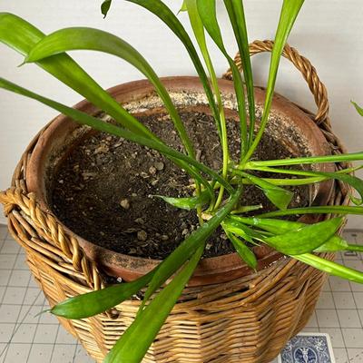 House Plant in Ceramic Pot with Basket