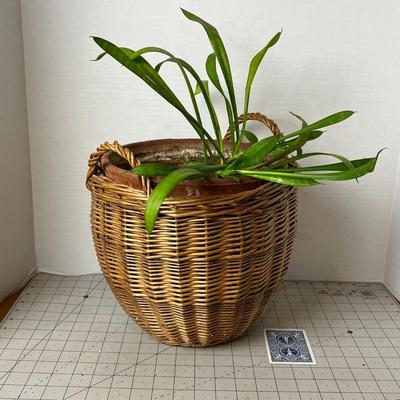 House Plant in Ceramic Pot with Basket