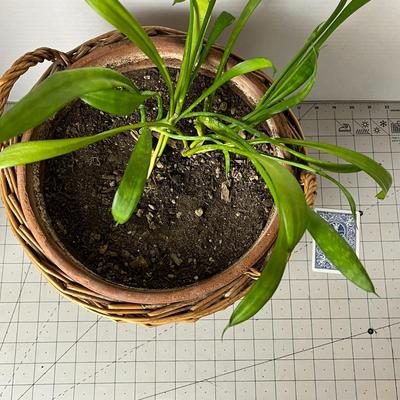 House Plant in Ceramic Pot with Basket