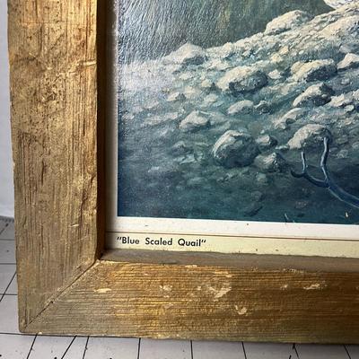 Framed "Blue Scaled Quail" Print by Robert Widmeier